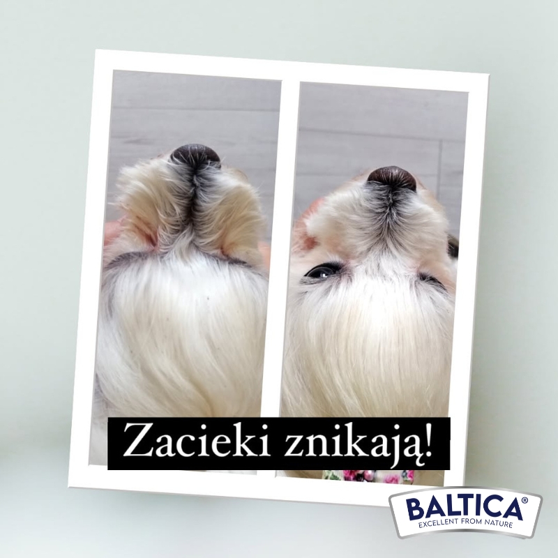 Maltańczyk Lili